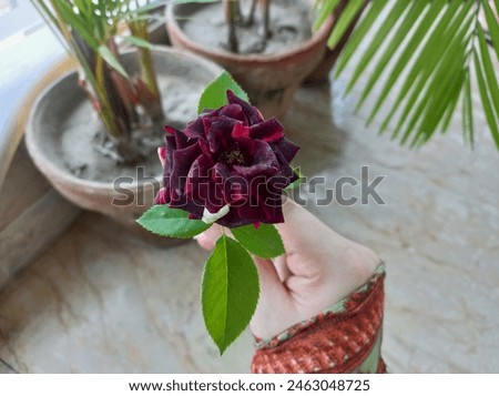 Beautiful Black Rose original picture, black rose in hand. 