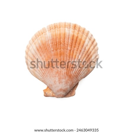 Color shell isolated on white, top view