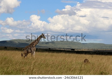 Walking Giraffe Photo from Maasai mara- High Definition Wildlife Photography | HD Giraffee Photos from Maasai Mara National Reserve | Maasai Mara National Reserve Giraffe Photo in HD