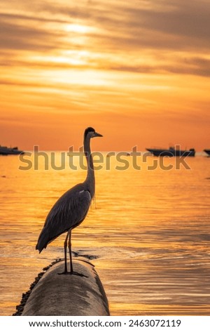 A heron hunting in the sea in the sunset or sunrise light. Grey heron on the hunt. Grey heron, Ardea cinerea