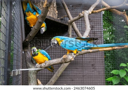 The blue-throated macaw (Ara glaucogularis; previously Ara caninde) is a macaw endemic to a small area of north-central Bolivia. High quality photo