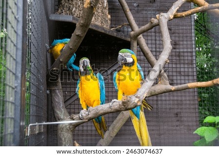 The blue-throated macaw (Ara glaucogularis; previously Ara caninde) is a macaw endemic to a small area of north-central Bolivia. High quality photo