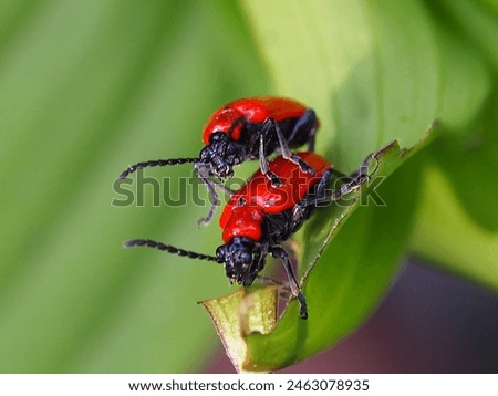 Lily beetle is a garden pest that eats the leaves of lily plants.