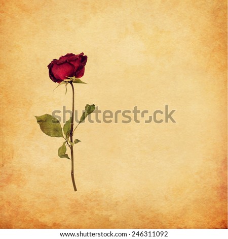 Dried rose flower on vintage background, Valentine concept