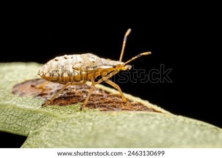 stinkbug nymph in the wild state  Royalty-Free Stock Photo #2463130699