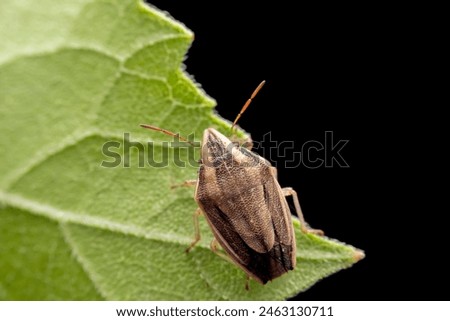 stinkbug in the wild state  Royalty-Free Stock Photo #2463130711