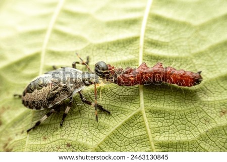 stinkbug nymph prey on caterpillars in the wild state Royalty-Free Stock Photo #2463130845