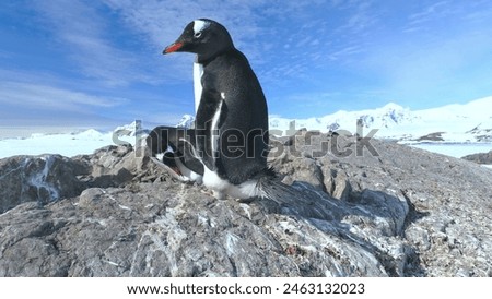 A penguin standing on a rocky surface, with snow-covered mountains in the background.