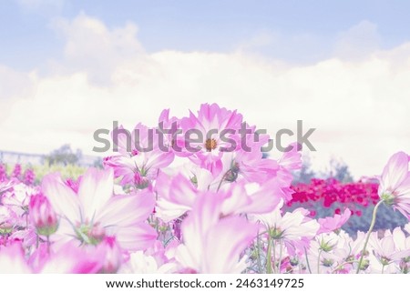 Pink cosmos flowers field on blue sky background, cosmos flower in fresh morning and cloudy sky, flowers image,Beautiful summer landscape.