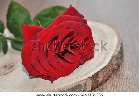 rose with wooden background - happy birthday - happy mothers day - happy valentines day - happy womans cay card design 