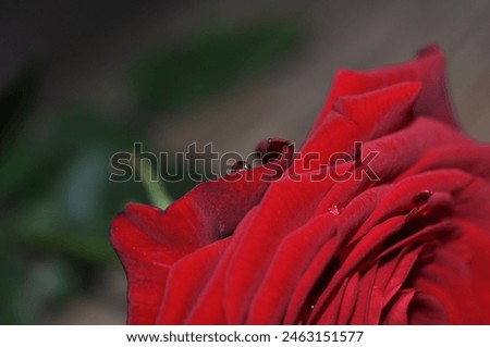 rose with wooden background - happy birthday - happy mothers day - happy valentines day - happy womans cay card design 