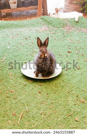 Group of lovely baby bunny easter rabbits eating carrot,wild rabbits sitting outside with friends,Home decorative rabbit outdoors,White rabbit on green grass,copy space,soft focus.