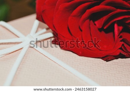red rose with a gift box - happy birthday - happy mothers day - happy valentines day - happy womans day congratulation card design 