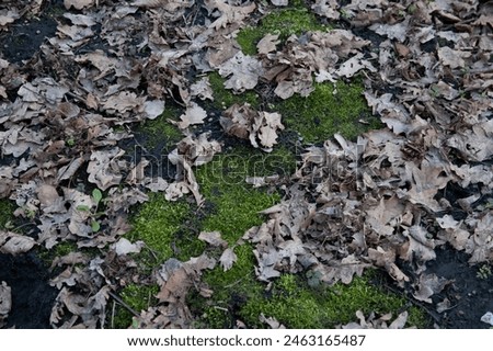 the ground covered with green moss and fallen oak leaves Royalty-Free Stock Photo #2463165487