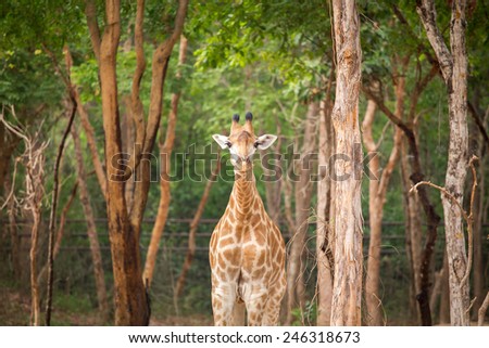 Giraffe head with neck isolated on nature background