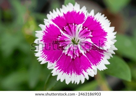 beautiful carnation flower with white and pink petals. Dianthus chinensis China Pink Flowers in the garden. Closeup of a pink flower on a plant.  pretty flowers of various colors blooming