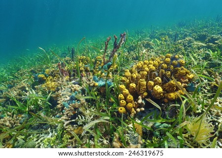 Colorful ocean floor with sea sponges on a coral reef