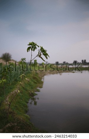 A plant with blurry lake view background 