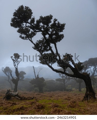 Fanal forest old mystical tree in Madeira island. Twisted trees in fog in Fanal Forest. Huge, moss-covered trees create a dramatic, scared landscape Royalty-Free Stock Photo #2463214901