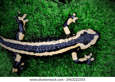 Salamanders are amphibians known for their slender bodies, moist skin, and distinct ability to regenerate lost limbs. Found predominantly in the Northern Hemisphere, they inhabit a variety of enviro