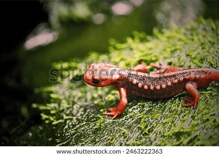 Salamanders are amphibians known for their slender bodies, moist skin, and distinct ability to regenerate lost limbs. Found predominantly in the Northern Hemisphere, they inhabit a variety of enviro