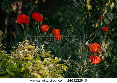 Colorful poppies bloom in lush garden, vivid red petals contrast green leaves