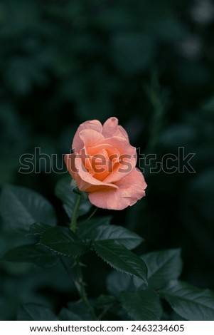 A pink rose blooming in the shade of a tree.