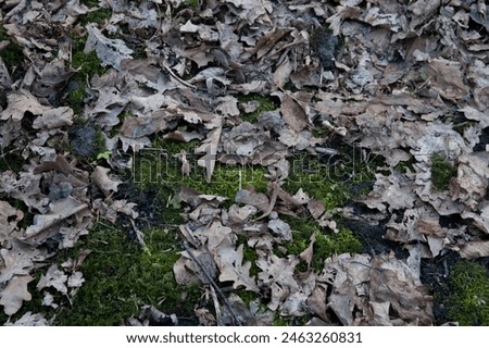 the ground covered with green moss and fallen oak leaves Royalty-Free Stock Photo #2463260831