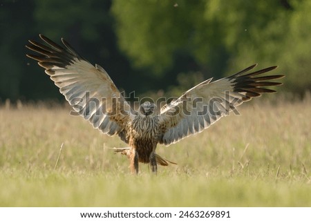 Western marsh harrier, Eurasian marsh harrier - Circus aeruginosus in landing with spread wings. Green background. Photo from Lubusz Voivodeship in Poland.