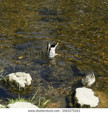 duck diving under water, searching for food on the river, waterfowl, ducks diving on the river, mountain river, clear water in the river, ducks in clear water, nature, water landscape