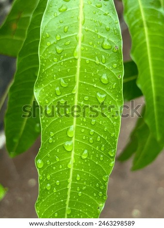 Close-up photo of two fresh green mango leaves against a white background. The leaves' vibrant color and detailed texture emphasize their natural beauty and simplicity.