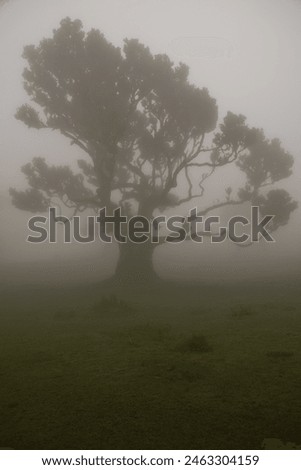 trees in the mist of Fanal Royalty-Free Stock Photo #2463304159
