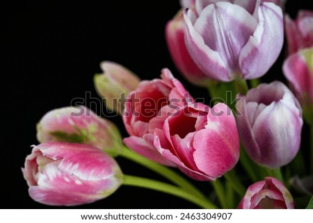 Vibrant tulips, their delicate petals edged with deep magenta, gracefully unfold against a dark background, exuding elegance and freshness.