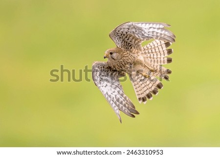 Common Kestrel (Falco tinnunculus) Female Bird Flying against Bright Background. Small Raptor in Extremadura, Spain. Wildlife Scene of Nature in Europe.