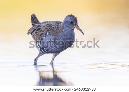 Water Rail (Rallus aquaticus) on Beautiful Background. This bird breeds in well-vegetated wetlands across Europe, Asia and North Africa. Wildlife Scene of Nature in Europe.
