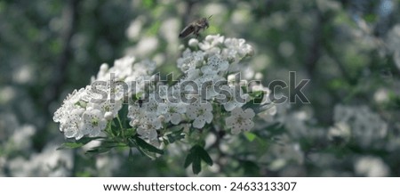 Botanical background. Hawthorn flowers on the blurred background. White spring flowers, horizontal image, particular light