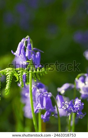 Colourful macro photography of purple bluebells in the forest, with ferns and other greenery