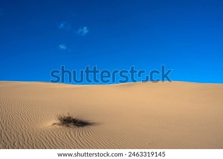 Gentle slopes of sand dunes are featured under a clear blue sky with a few small clouds floating above. A single clump of dry grass interrupts the otherwise smooth and barren desert landscape Royalty-Free Stock Photo #2463319145