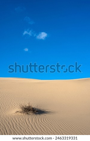 Gentle slopes of sand dunes are featured under a clear blue sky with a few small clouds floating above. A single clump of dry grass interrupts the otherwise smooth and barren desert landscape Royalty-Free Stock Photo #2463319331