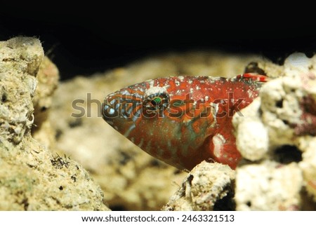 Two Spot Wrasse (Oxycheilinus bimaculatus) fish head close up
