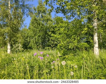 Beautiful nature and landscape photo of summer in Katrineholm Sweden. Nice green grass and flowers on field.