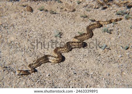 sunning gopher snake on desert hiking path