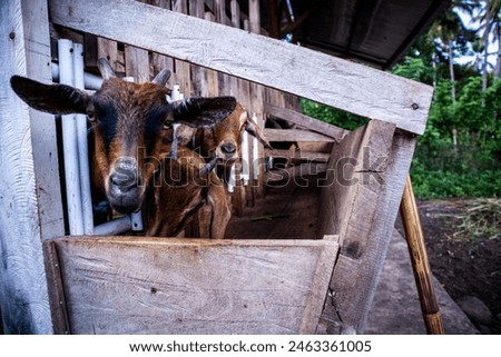goat livestock kept in a goat farm pen
