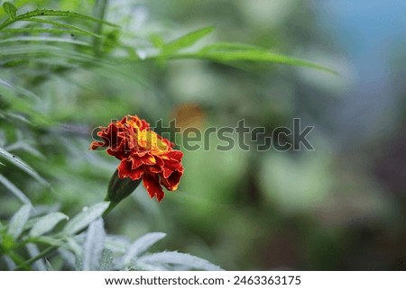 the flower in the image is a marigold. It is likely a type of Tagetes erecta, also known as the common marigold or Aztec marigold. Marigolds are native to Mexico and Central America, and they come in  Royalty-Free Stock Photo #2463363175