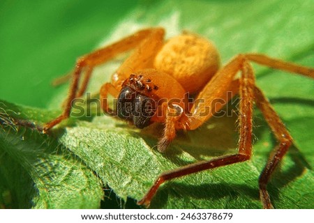 Huntsman spider, a type of spider from the Sparassidae family, is often found in home plantations and lives in trees