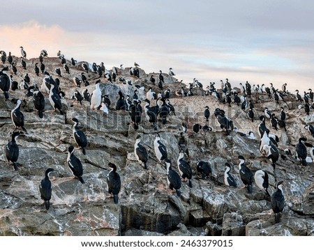 Penguins on the rocks in Ushuaia, Argentina 