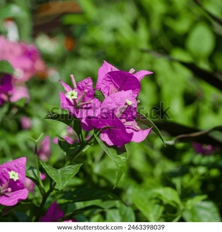 Bougainvillea is often grown as an annual or container plant. The actual flower is small and insignificant, it is the colorful bracts, or modified leaves . Royalty-Free Stock Photo #2463398039