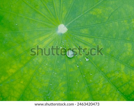 Green lotus leaf with water droplets scattered on the lotus leaf It is an exceptionally beautiful picture of nature.