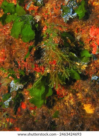 Scuba diving on the underwater wall, algae macro photography. Colorful marine life - algae in the sea. Marine life, travel picture. Wildlife in the ocean.