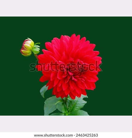 A beautiful Red color picture of Dahlia pinnata 